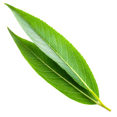 Obraz premium Close-up of Fresh Green Willow Leaves