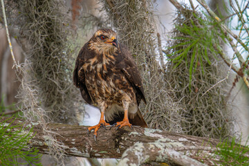 Snail Kite perched among the Spanish moss