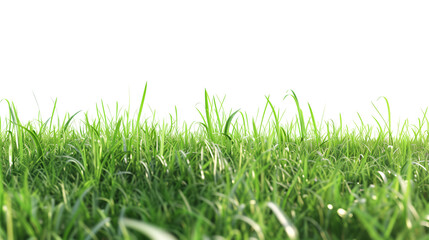 Fototapeta premium Lush Green Grass Meadow 3D Illustration. A highly detailed 3D illustration of a lush green grass meadow, with vibrant