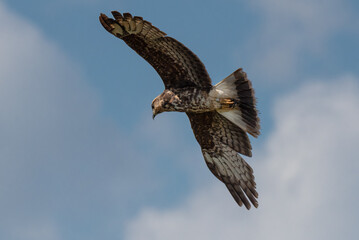 Snail Kite female flying above