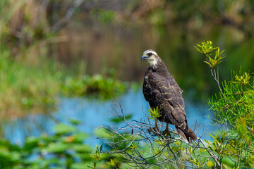 Snail Kite female perched looking over  the marsh