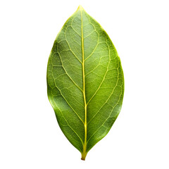 Obraz premium Detailed Close-up of Green Leaf on White