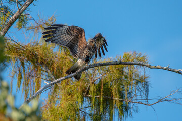 Snail Kite female perched on a branch with a snail