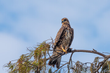 Snail Kite female with a snail on a branch