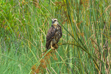 Snail Kite female perched in the marsh grass