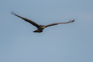 Snail Kite male flying