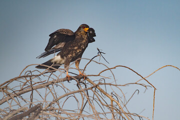 Snail Kite with a snail perched on a branch