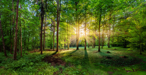 Fototapeta premium Morning sunrise in the beautiful green forest
