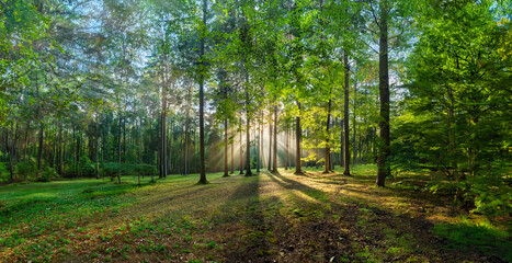 Obraz premium Morning sunrise in the beautiful green forest