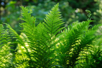 Ostrich fern (Matteuccia struthiopteris) grow in the forest. European Ostrich Fern, Ostrich Fern in summer on forest ground.