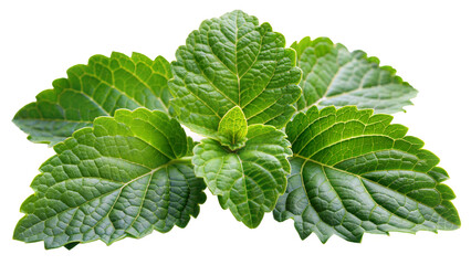 Fresh patchouli leaves on a transparent background