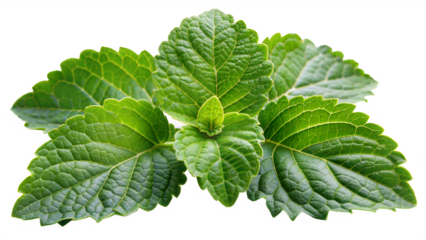 Fresh patchouli leaves on a transparent background