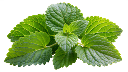 Fresh green patchouli leaves on transparent background