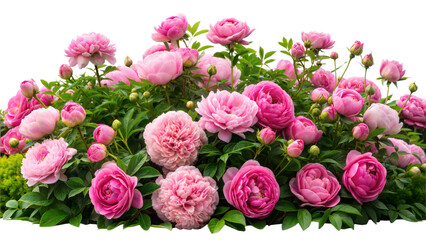 Fototapeta premium Beautiful pink roses and peonies in lush green garden