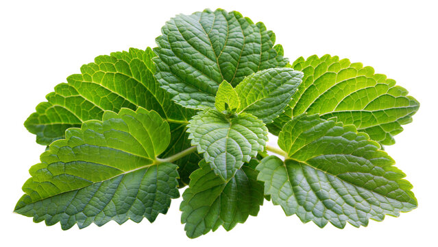 Fresh green patchouli leaves on transparent background