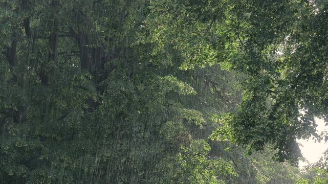 Summer rain and blooming tilia trees