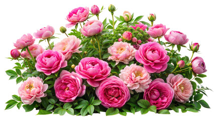 Beautiful pink roses and peonies on bushes with green leaves