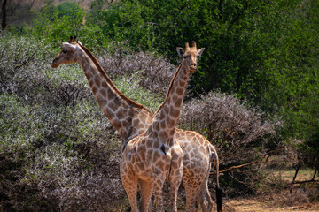 A pair of female giraffes in the Pilanesberg National Park, South Africa