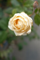 single yellow rose