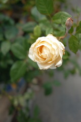 single yellow rose