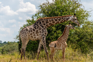 A female giraffe stands over her calf in the Kruger National Park, South Africa