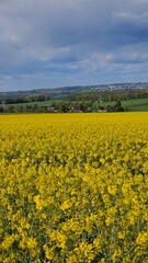 Obraz premium Flowering canola or rapeseed field