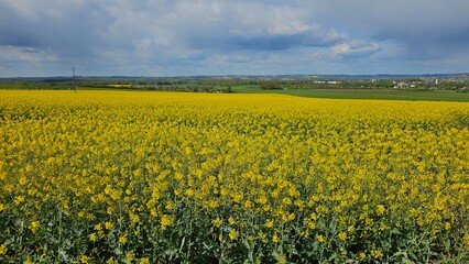 Obraz premium Flowering canola or rapeseed field