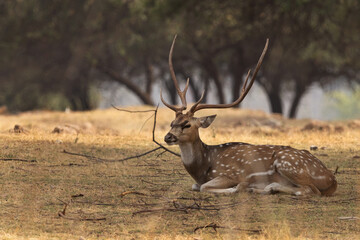 A Cheetal deer resting at Panna Tiger Reserve, Madhya pradesh, India.