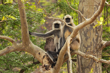 Gray Langurs perched on a tree at Panna Tiger Reserve, Madhya pradesh, India