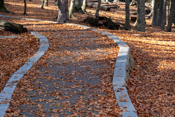A winding, curved pathway in an autumn forest, covered with fallen leaves, this image evokes a feeling of peacefulness and the timeless beauty of the autumn season in Montseny in Barcelona