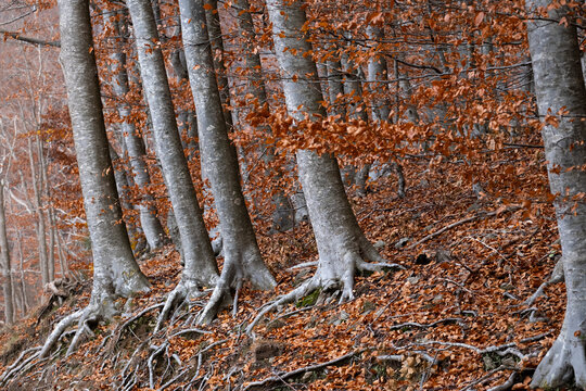 Exposed tree roots above the ground in a quiet forest area, highlighting the intricate root system amidst fallen autumn leaves, portraying strength and resilience of nature in Montseny in Barcelona