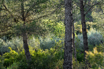 This image captures a lush green forest with sunlight filtering through the trees, creating a peaceful and serene atmosphere perfect for nature lovers and outdoor enthusiasts.