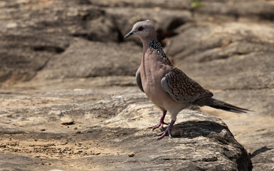 Spotted dove on the rock at Panna Tiger Reserve , Madhya Pradesh, India