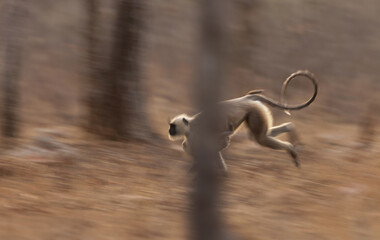 Panning shot of Gray Langur carrying its baby at Panna Tiger Reserve, Madhya pradesh, India
