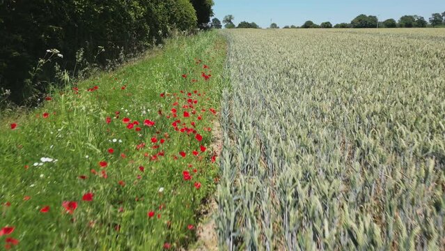 Red Field Poppies growing in an Arable Field Margin at the edge of a field of barley by a footpath. June, Kent, UK	