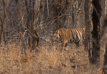 Closeup of a subadult tiger behind at Panna Tiger Reserve, Madhya pradesh, India