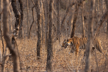 A tiger walking in the jugle of Panna Tiger Reserve, Madhya pradesh, India