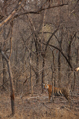 Portrait of a tiger at Panna Tiger Reserve, Madhya pradesh, India