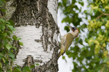 Bird Picus viridis aka European green woodpecker is climbing on the birch tree.