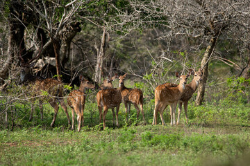 A group of deers gazing in a forest