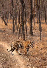 A tiger crossing the road at Panna Tiger Reserve, Madhya pradesh, India
