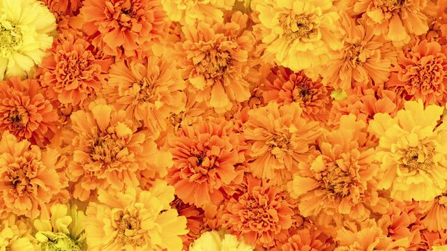 Mexican Marigold flowers background. Autumn composition. Pattern with marigolds slow motion 4k video. Flowers for Indian holidays and Day of the Dead.