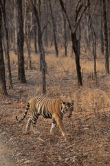 Tiger in the forest of Panna Tiger Reserve, Madhya pradesh, India