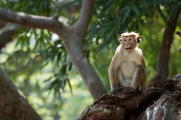 A single monkey on a tree branch
