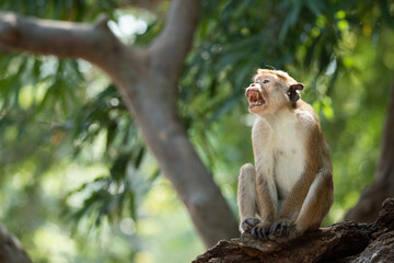 Monkey on a tree branch with an open mouth