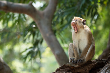 Yawning monkey on a tree branch