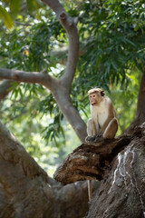 Monkey on a tree branch