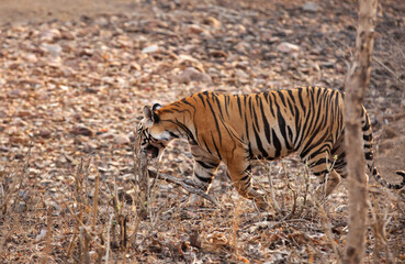 A tiger walking at Panna Tiger Reserve, Madhya pradesh, India
