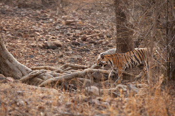 A tiger in the  bushes at Panna Tiger Reserve, Madhya pradesh, India