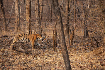 A tiger walking in the jungle at Panna Tiger Reserve, Madhya pradesh, India